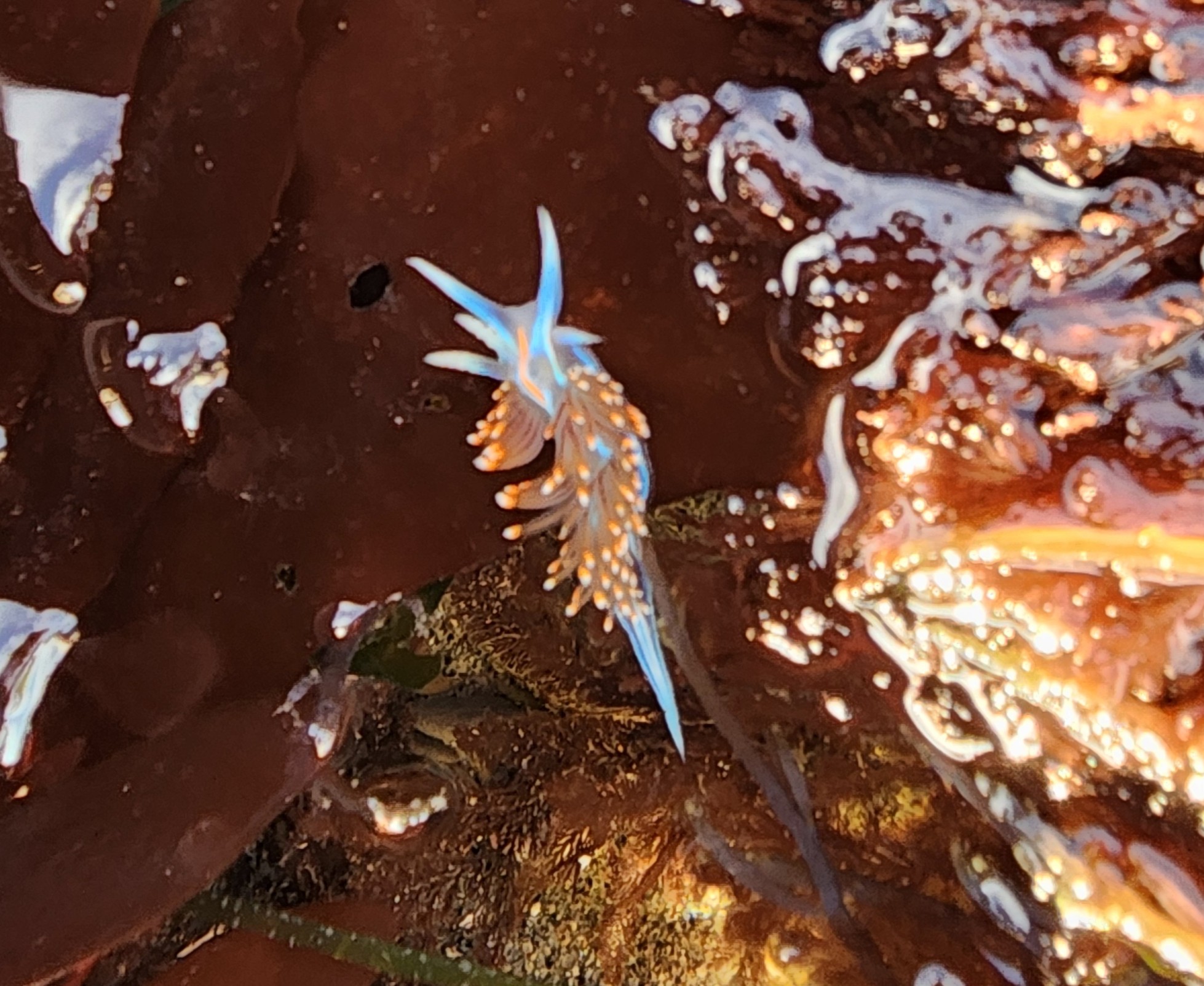 nudibranch staring at me, staring at you